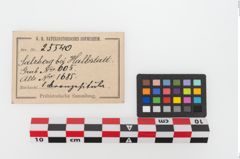 Etikett zu Bronzesitula (NHMW-PRAE-025540)